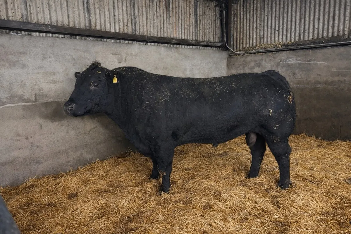 Pedigree Aberdeen Angus Bull - Image 1