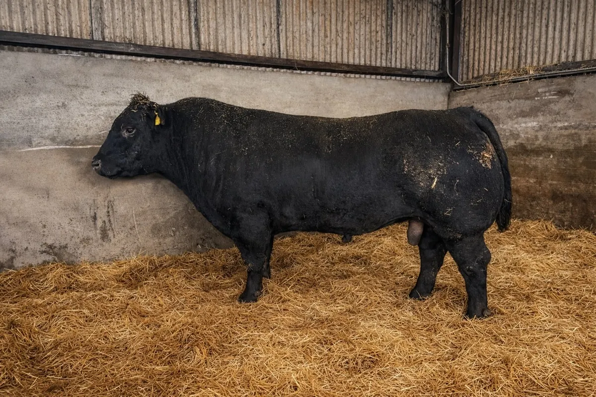 Pedigree Aberdeen Angus Bull - Image 2