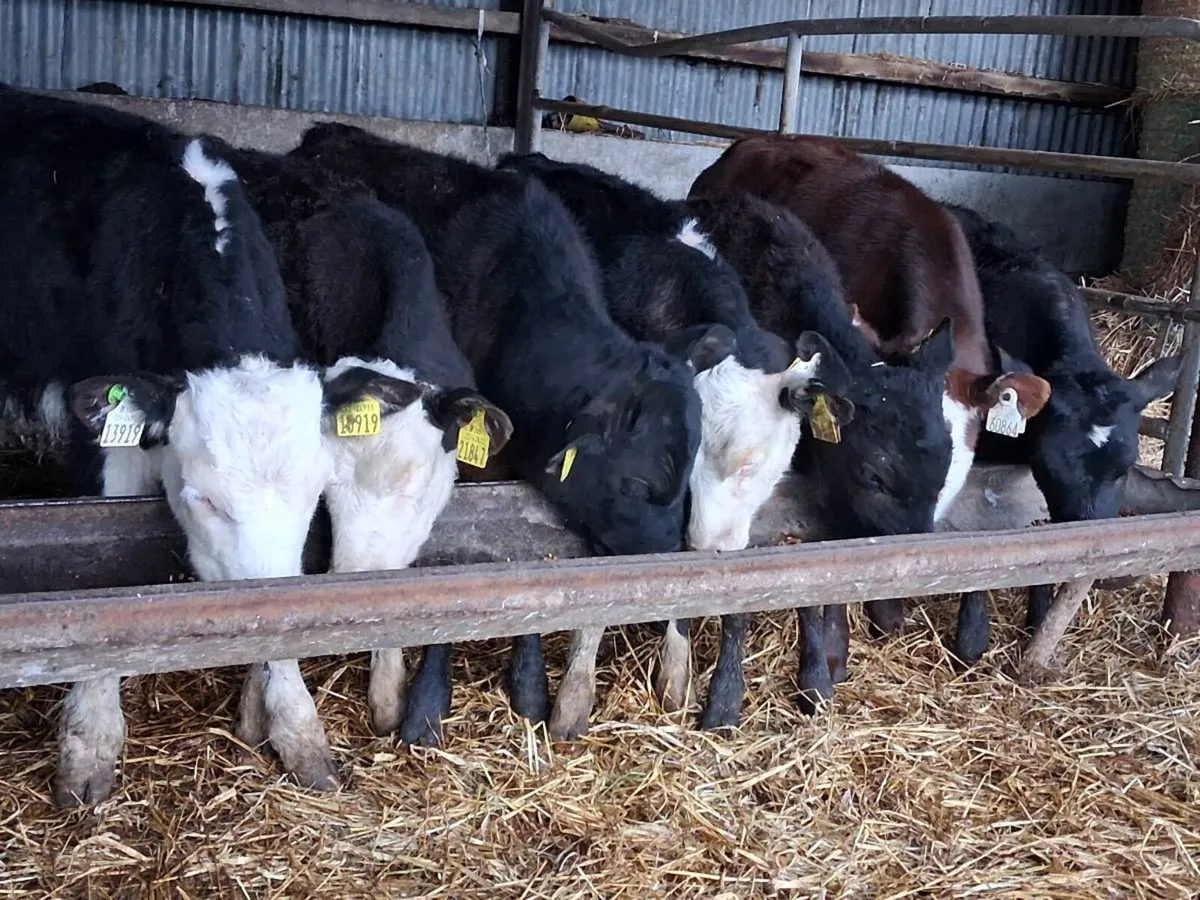 7 Reared Bull Calves - Image 1