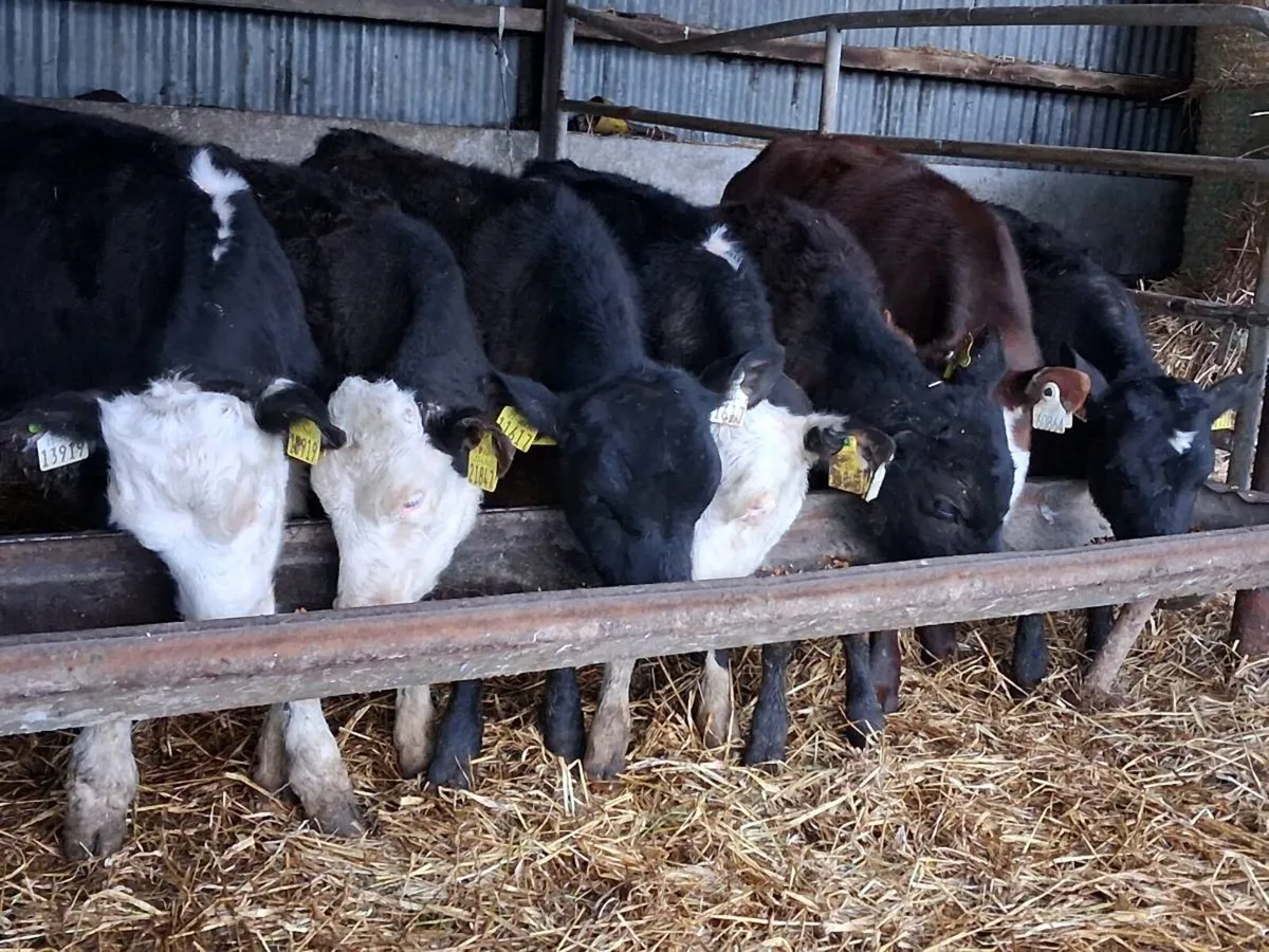 7 Reared Bull Calves - Image 2