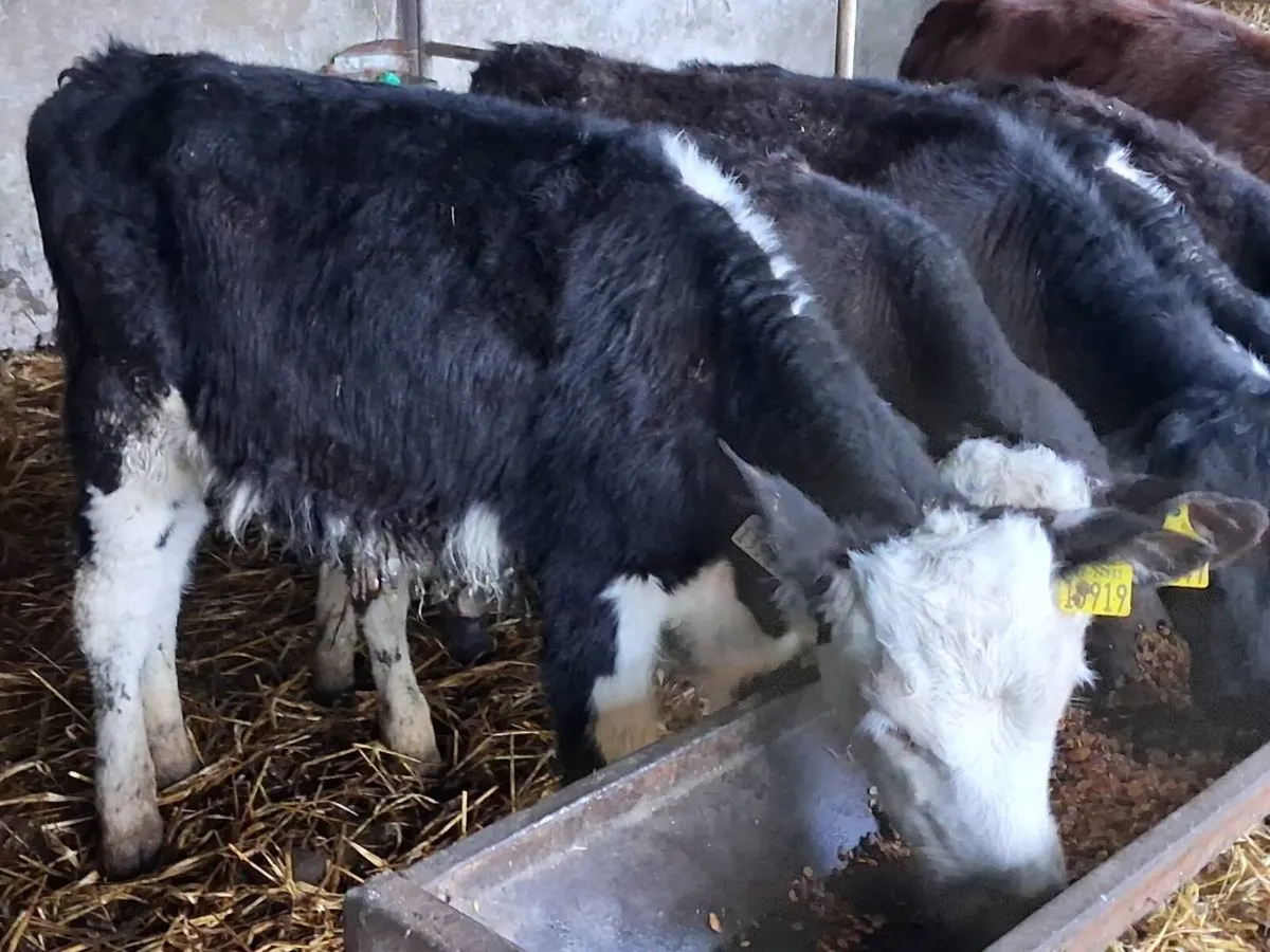 7 Reared Bull Calves - Image 3
