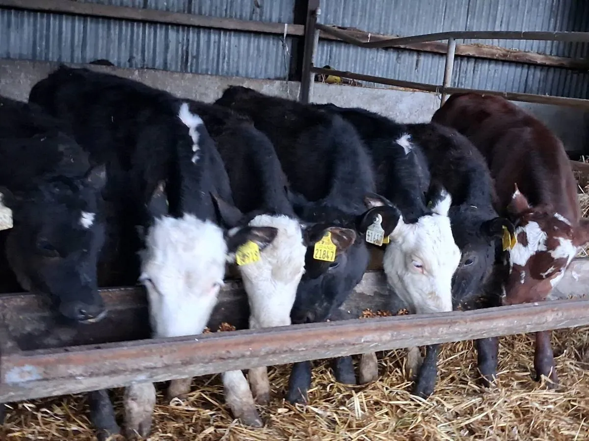 7 Reared Bull Calves - Image 4