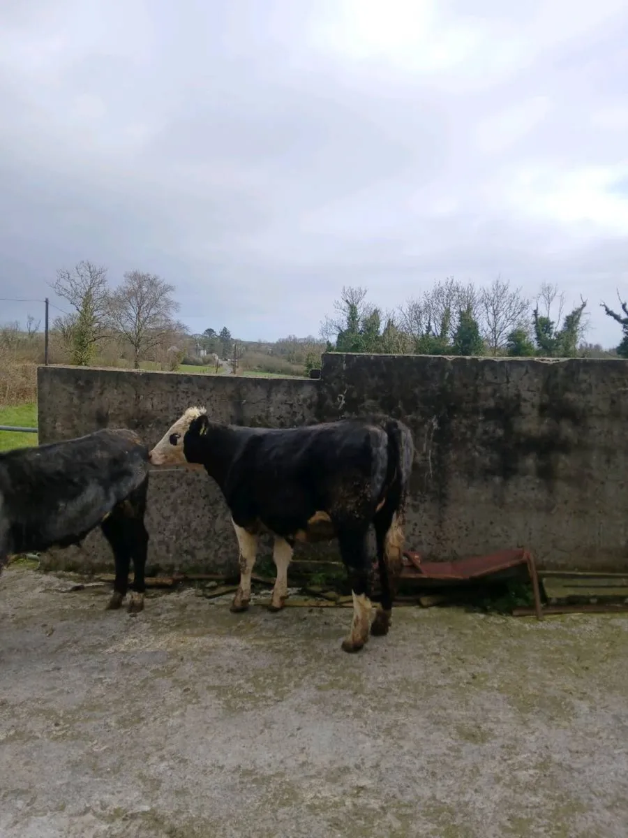 Weanling heifers - Image 3