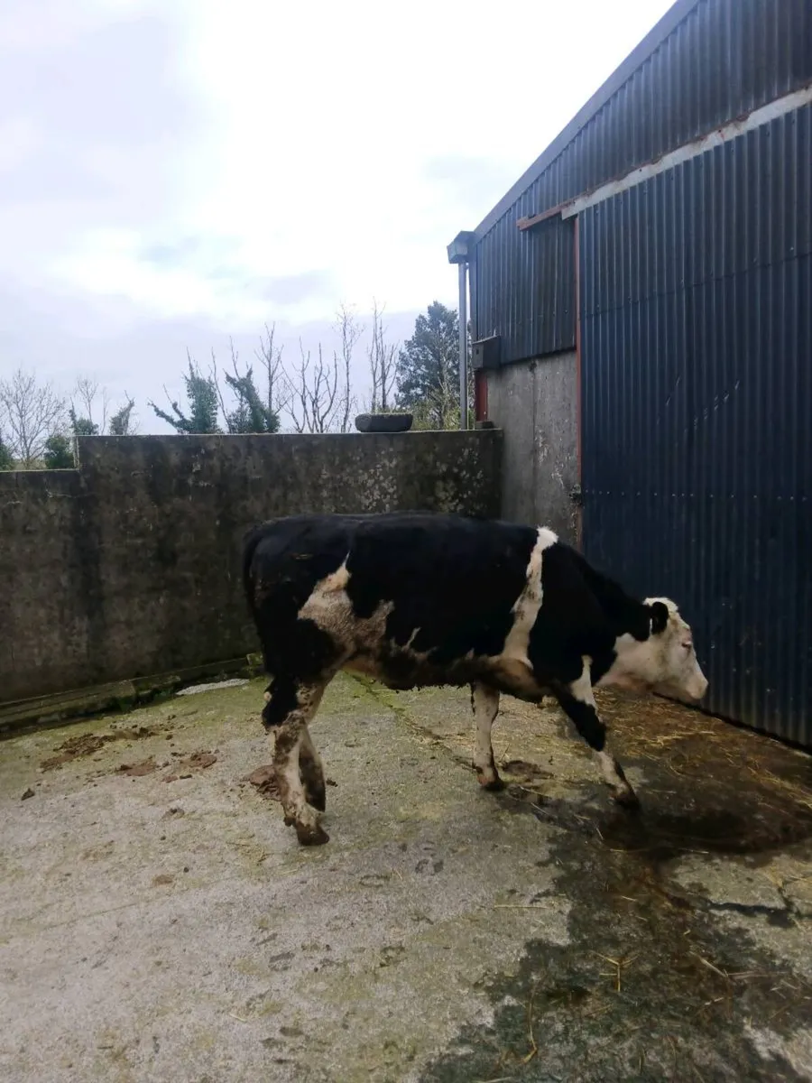 Weanling heifers - Image 4