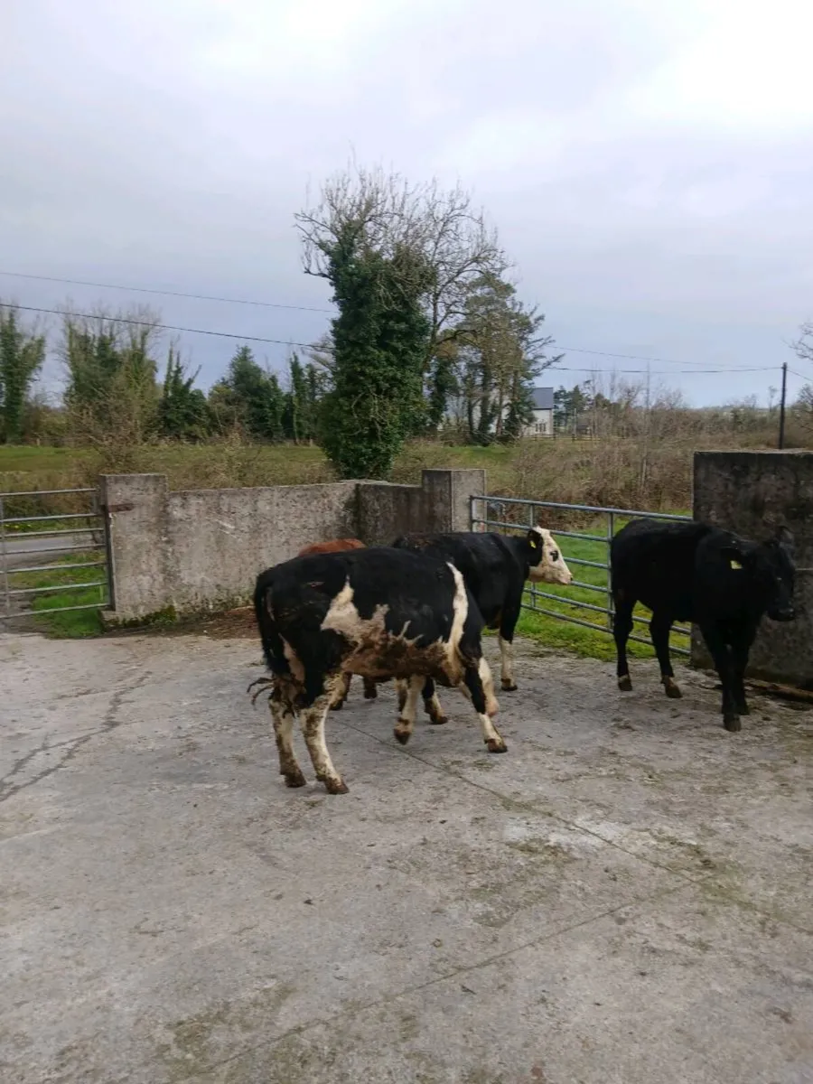 Weanling heifers - Image 1