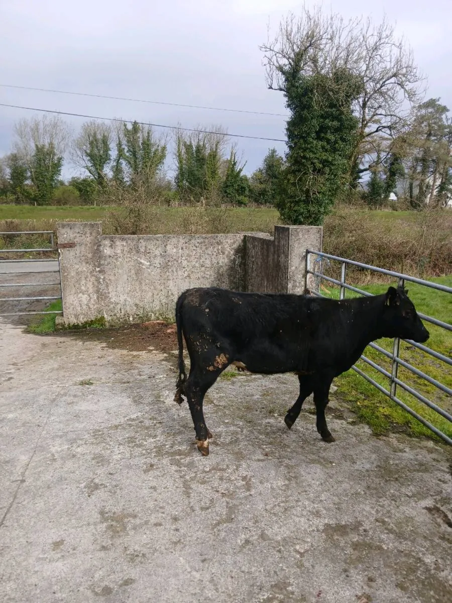 Weanling heifers - Image 2