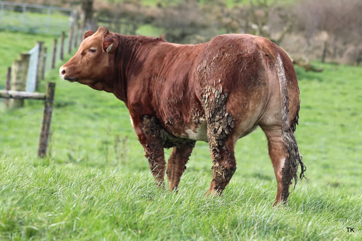 Carrigallen mart 11th April 1pm.... - Image 4