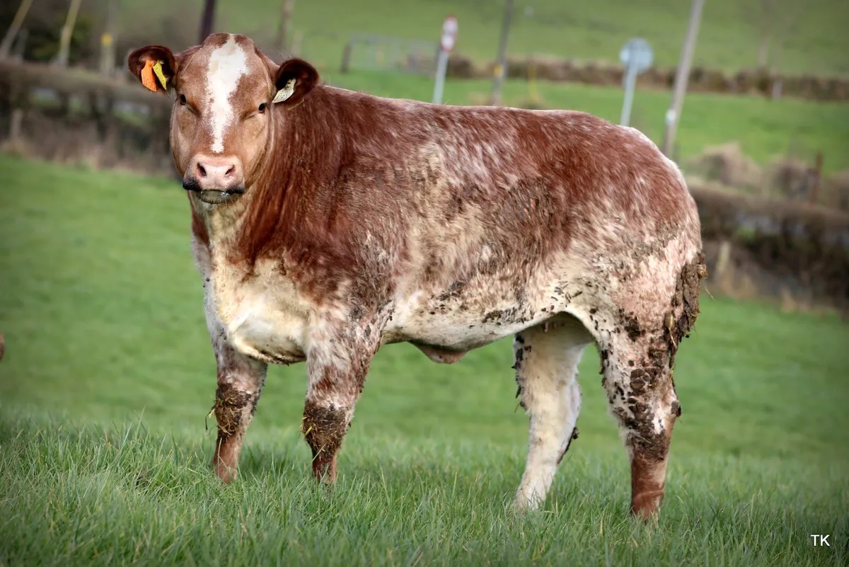 Carrigallen mart 11th April 1pm.... - Image 2