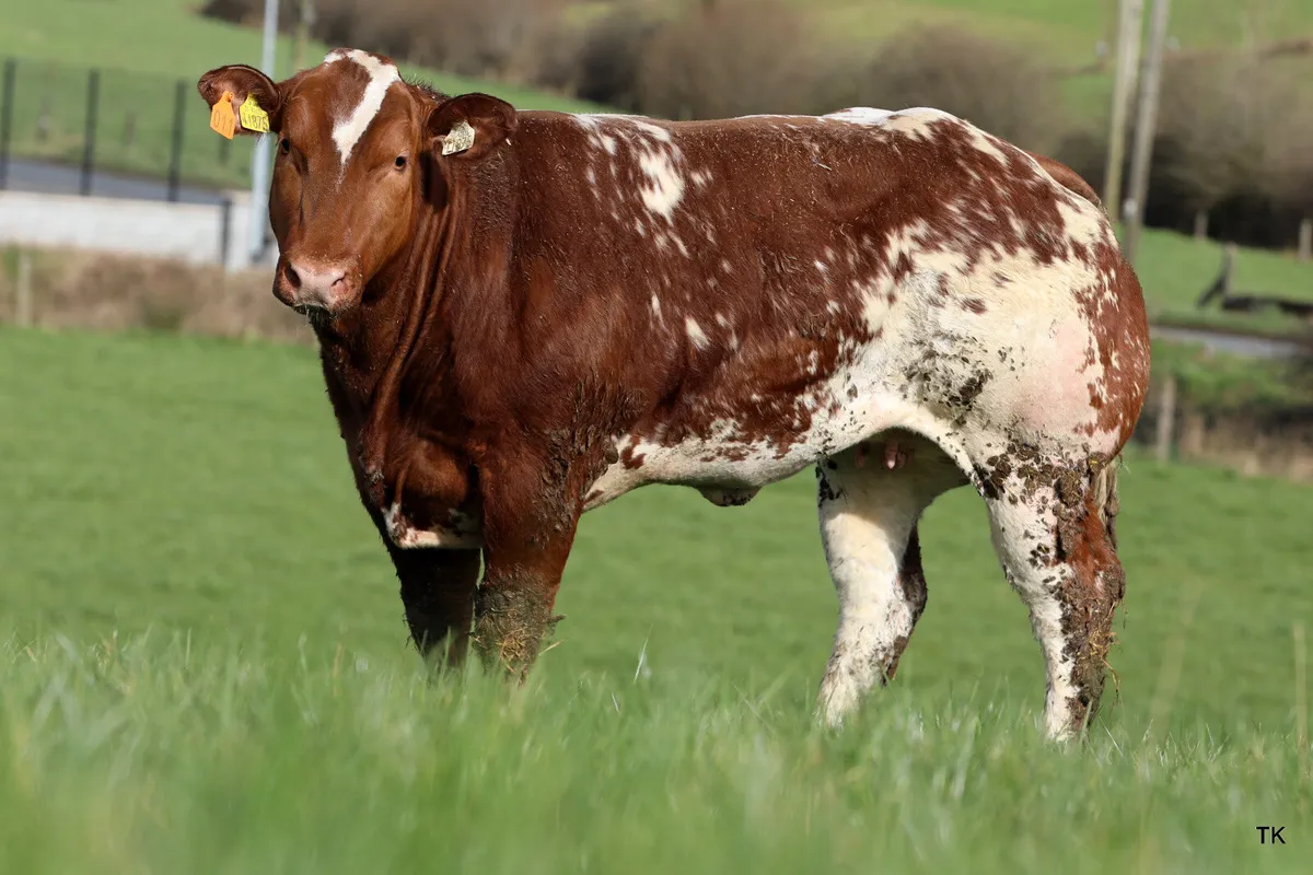 Carrigallen mart 11th April 1pm.... - Image 1