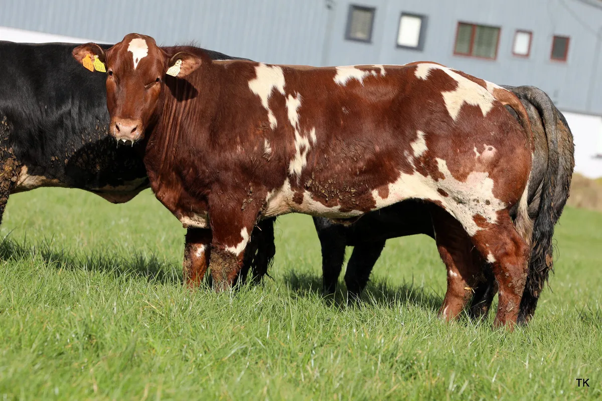 Carrigallen mart 11th April 1pm.... - Image 3