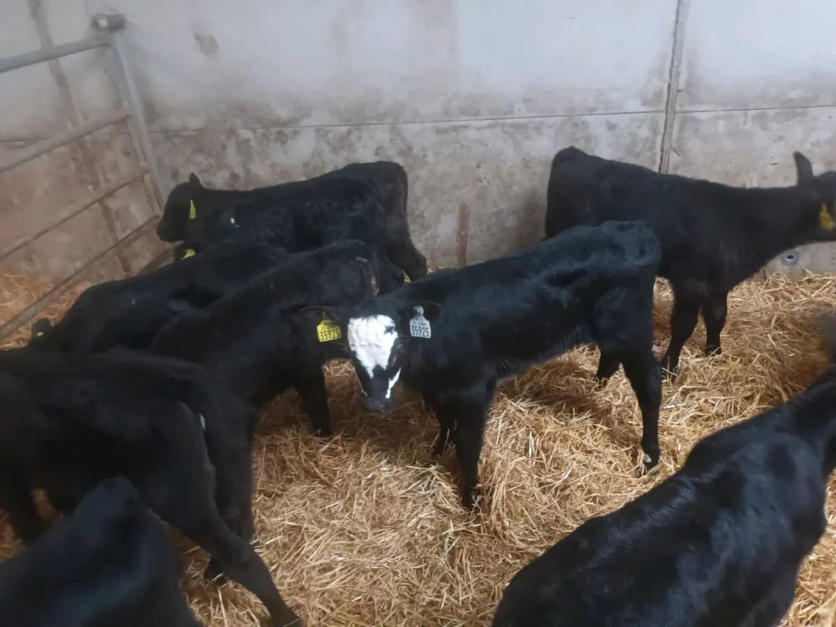 20 ABERDEEN ANGUS HEIFER CALVES FOR SALE - Image 2