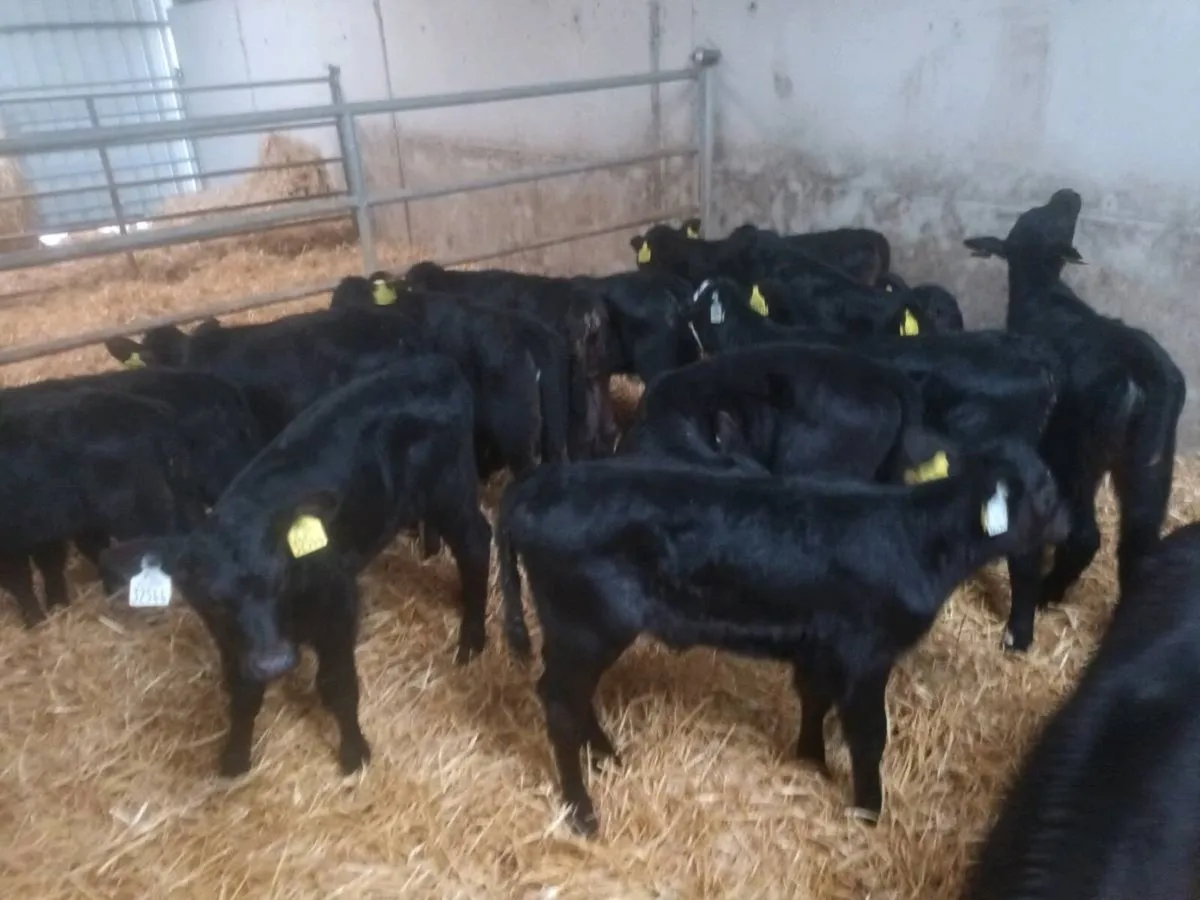 20 ABERDEEN ANGUS HEIFER CALVES FOR SALE - Image 3