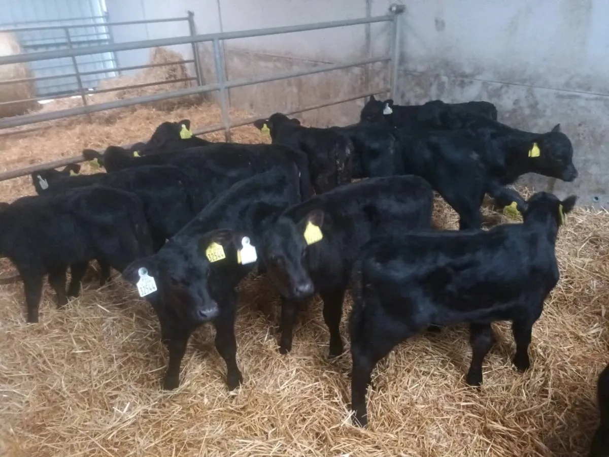 20 ABERDEEN ANGUS HEIFER CALVES FOR SALE - Image 4
