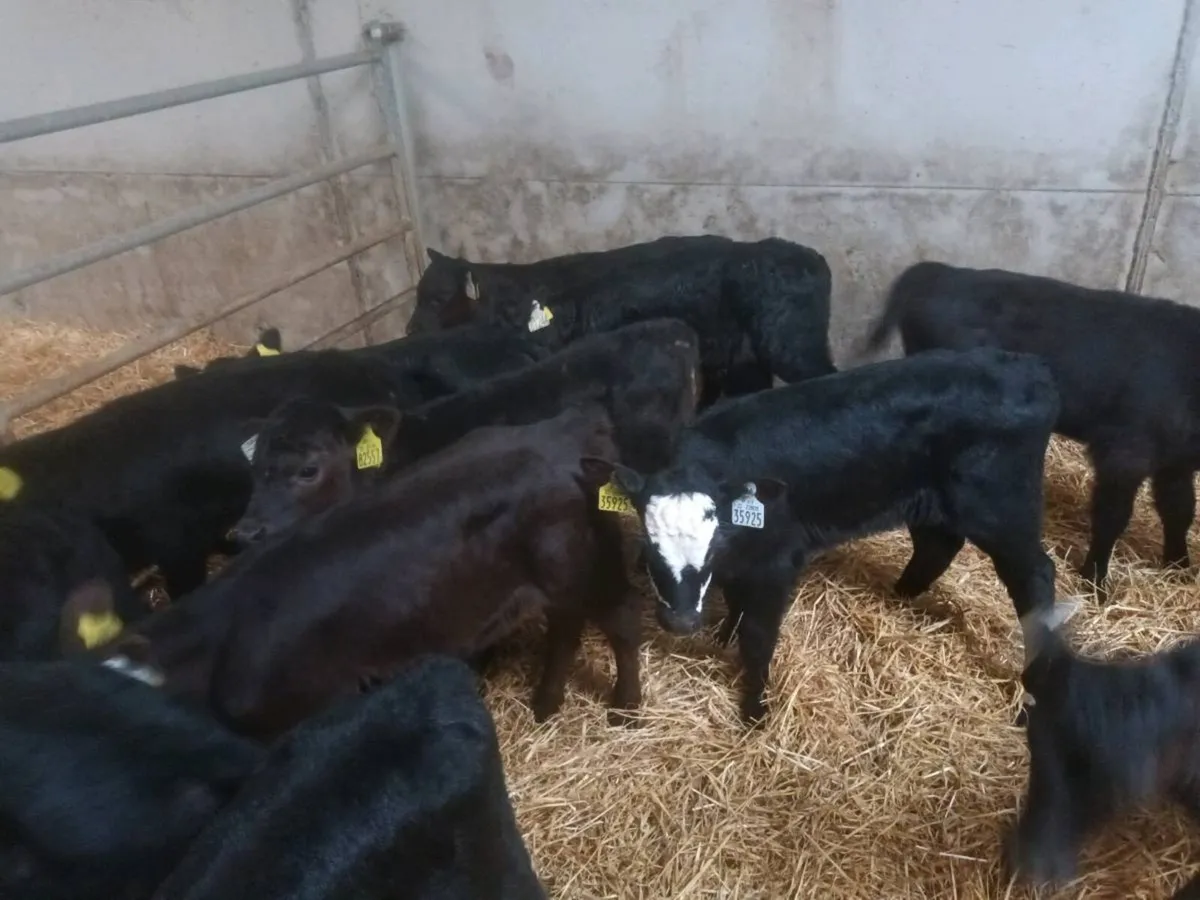 20 ABERDEEN ANGUS HEIFER CALVES FOR SALE - Image 1