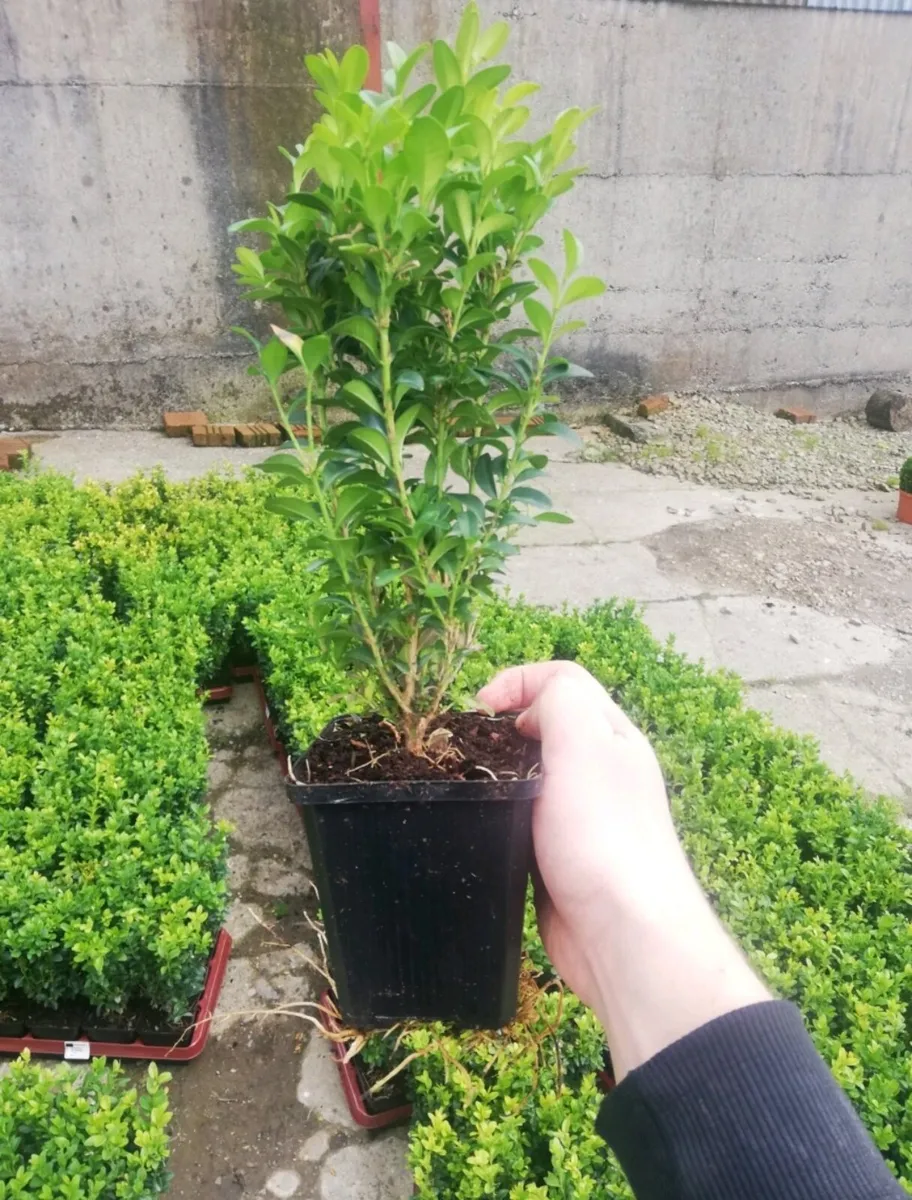 Box Hedging - Image 4