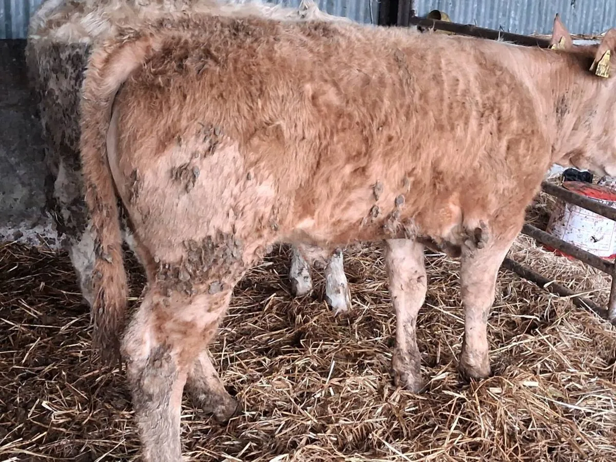 4 Super Charolais Weanling Heifers - Image 3