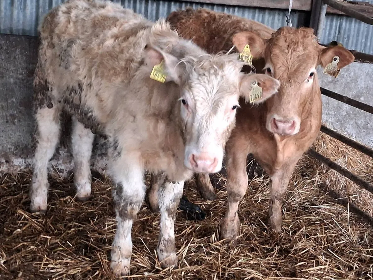 2 Super Charolais Weanling Heifers - Image 1