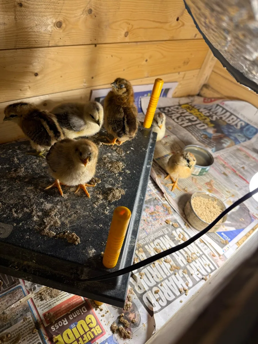 Chicks for sale - Image 1