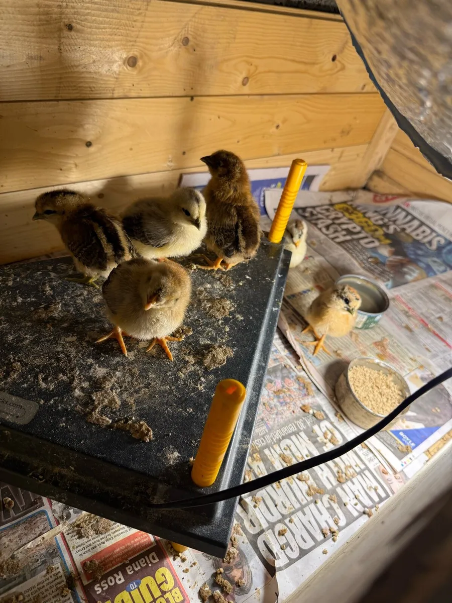Chicks for sale - Image 2
