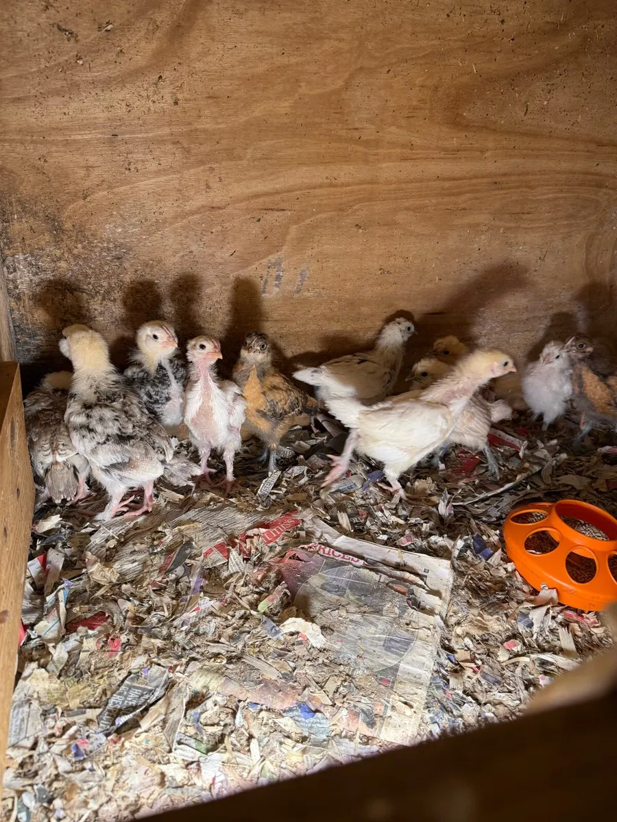 Chicks for sale - Image 3