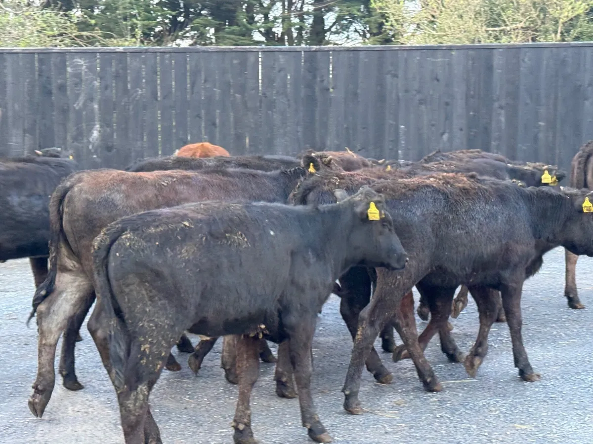 15 Limousine Heifers ( 240 kgs ) - Image 1