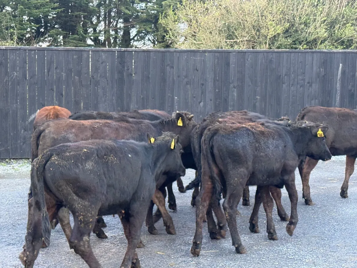 15 Limousine Heifers ( 240 kgs ) - Image 2