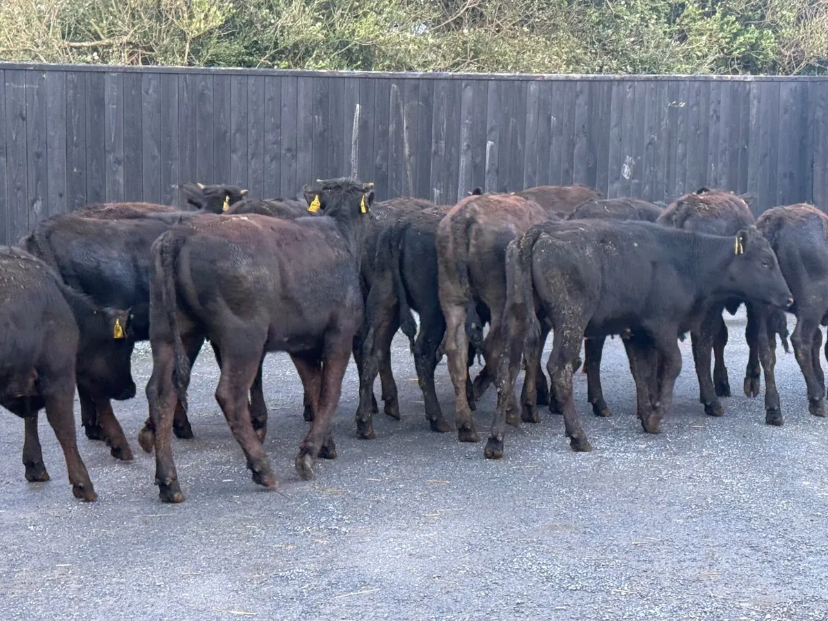15 Limousine Heifers ( 240 kgs ) - Image 3