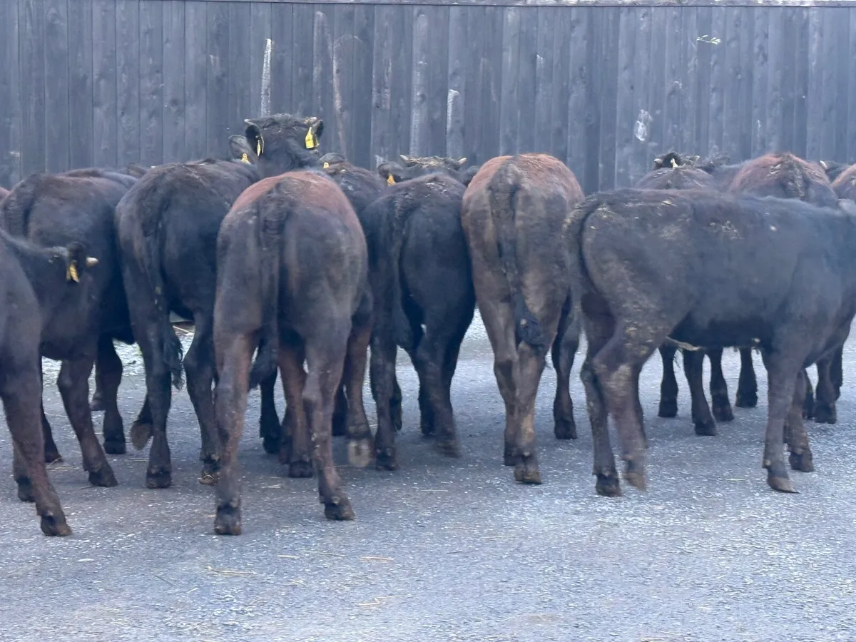 15 Limousine Heifers ( 240 kgs ) - Image 4
