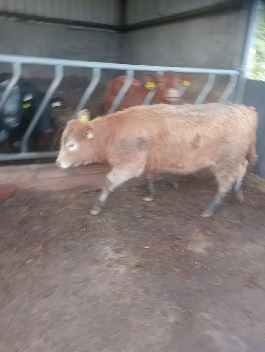 Heifers for sale - Image 1