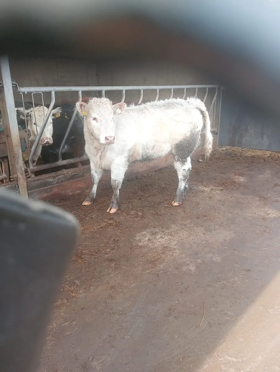 Heifers for sale - Image 3