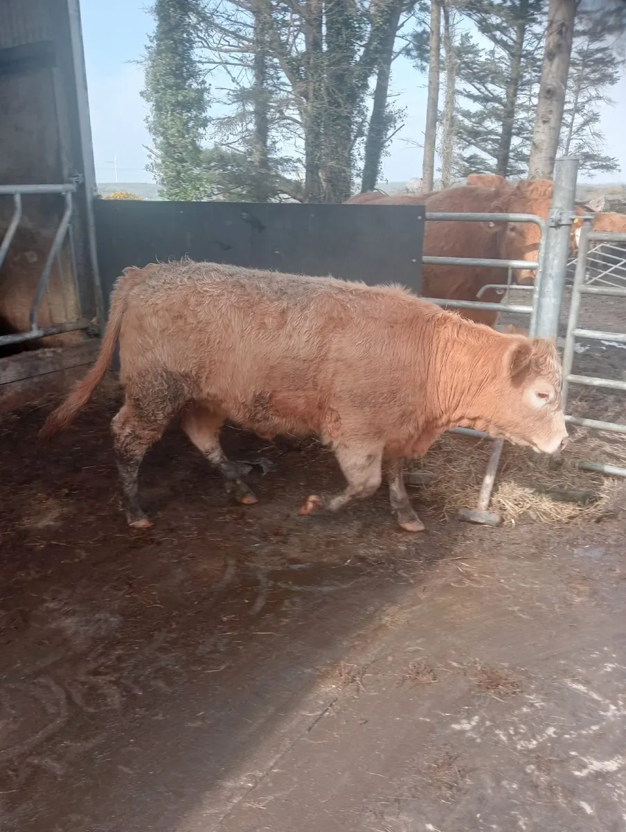 Heifers for sale - Image 4