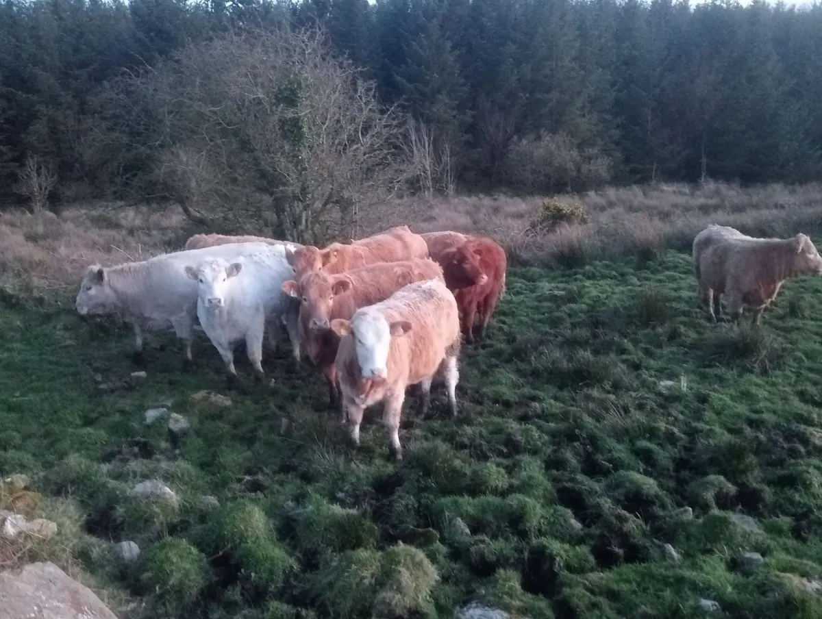 Heifers for sale - Image 2
