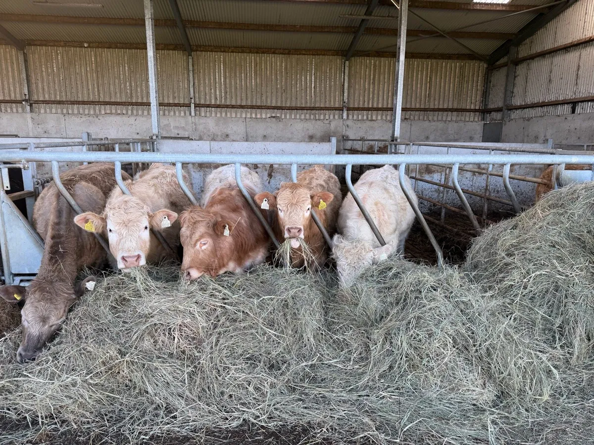 Organic Charolais bullocks & heifers - Image 1
