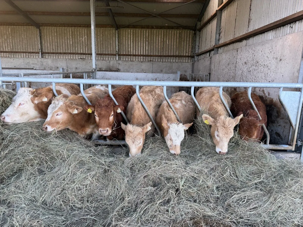 Organic Charolais bullocks & heifers - Image 2