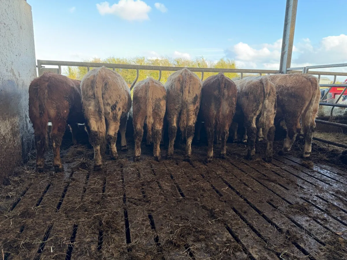Organic Charolais bullocks & heifers - Image 3