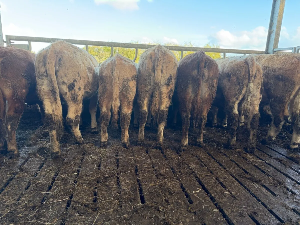 Organic Charolais bullocks & heifers - Image 4