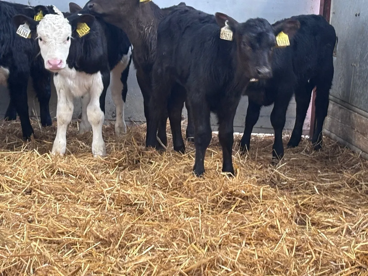10 top quality Hereford & Angus calves @€325 - Image 2
