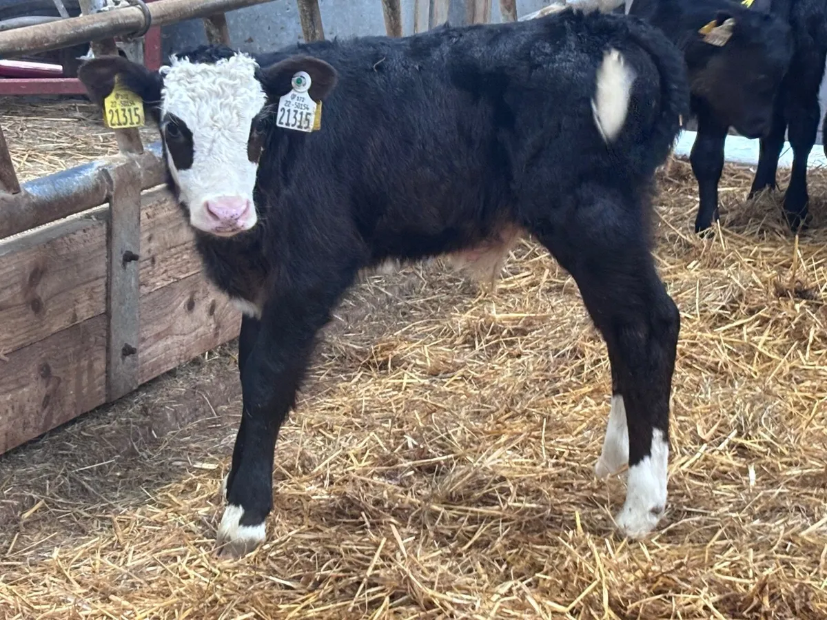 10 top quality Hereford & Angus calves @€325 - Image 3