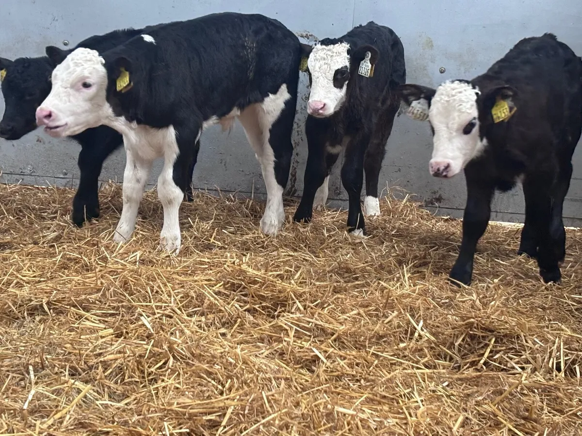 10 top quality Hereford & Angus calves @€325 - Image 1