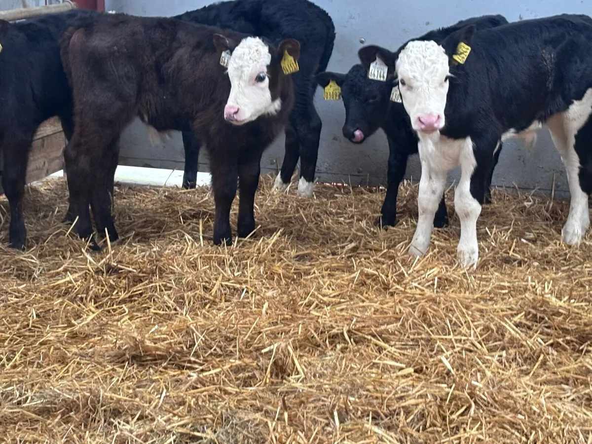 10 top quality Hereford & Angus calves @€325 - Image 4