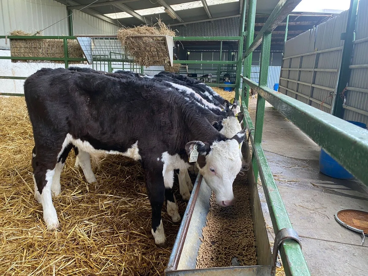 Heifer Calves - Image 2