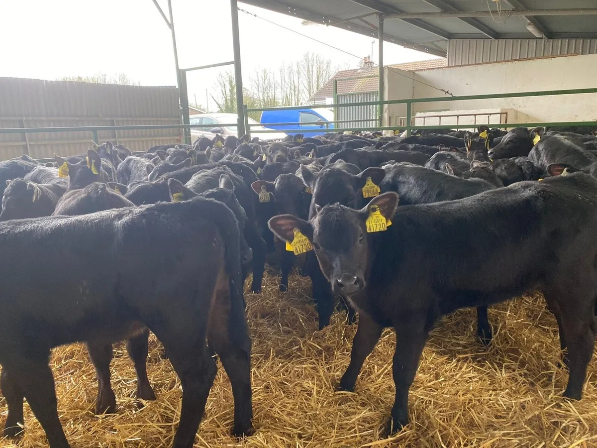 Heifer Calves - Image 3