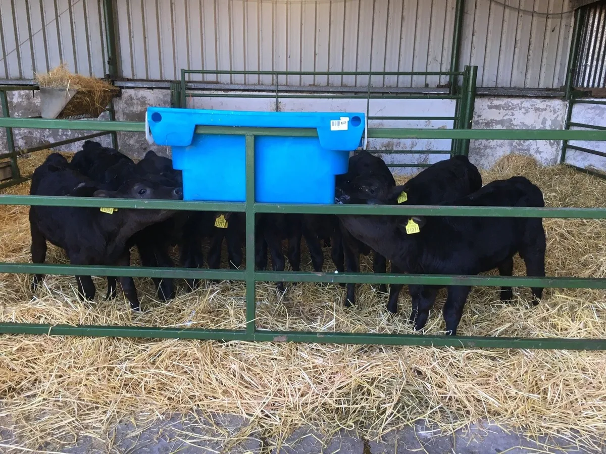 Heifer Calves - Image 1