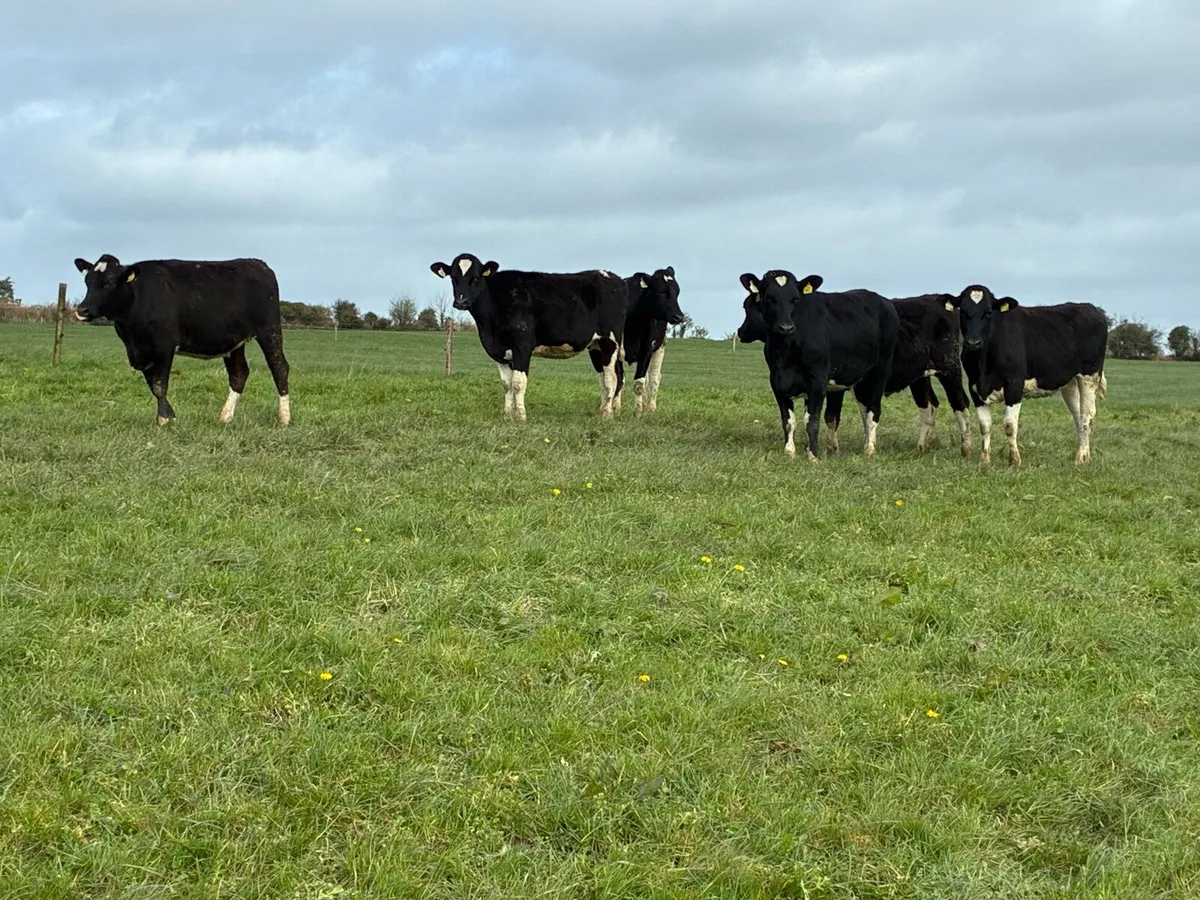 Maiden Heifers - Image 2