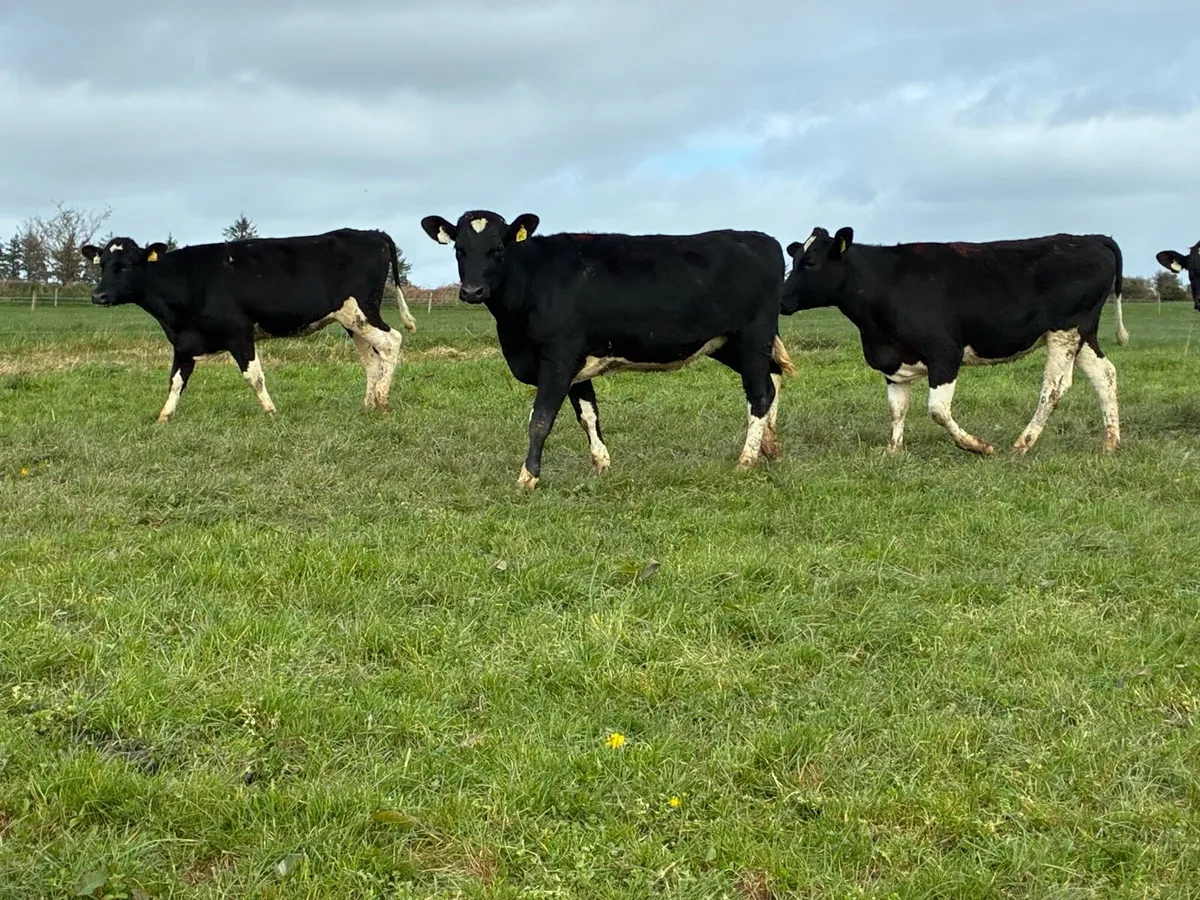 Maiden Heifers - Image 3