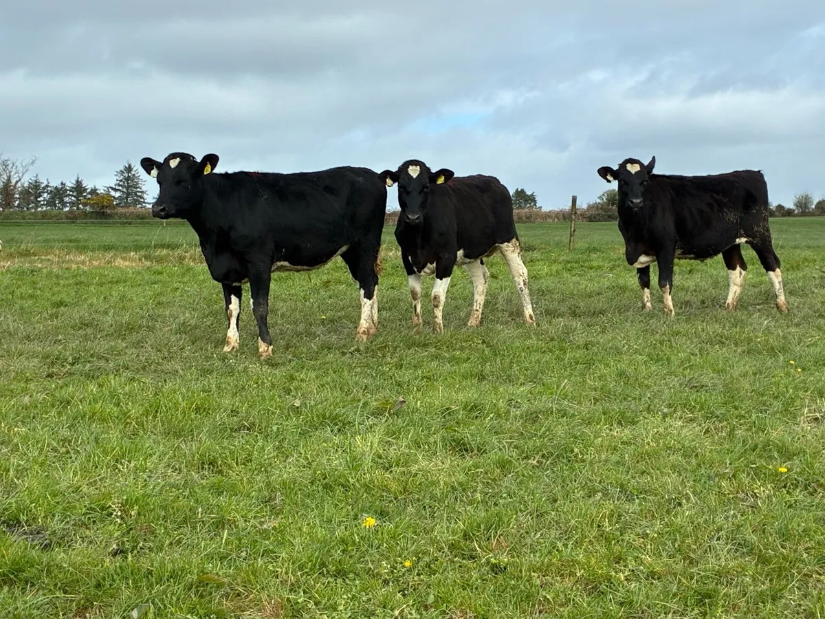 Maiden Heifers - Image 1
