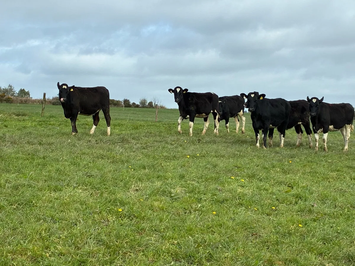 Maiden Heifers - Image 4