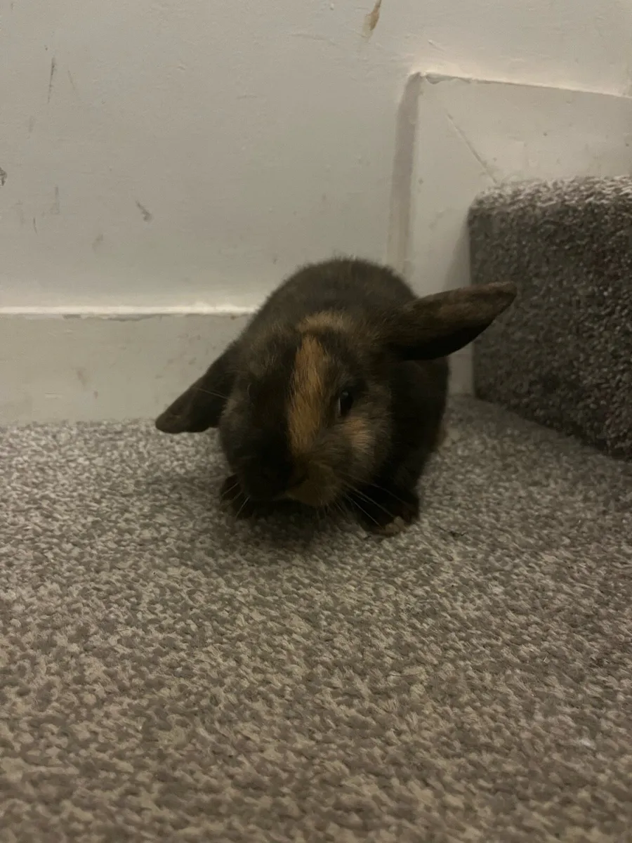 Male baby Holland rabbit - Image 3