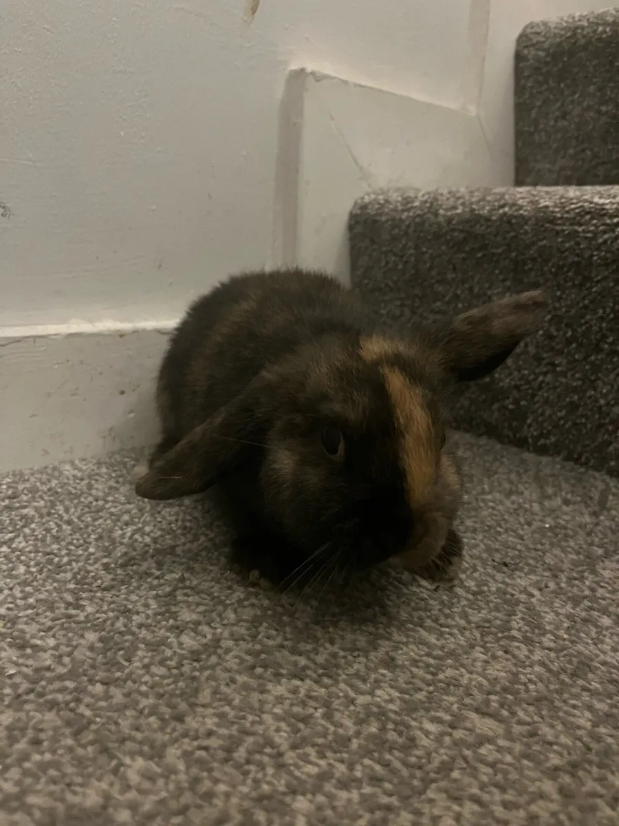 Male baby Holland rabbit - Image 1