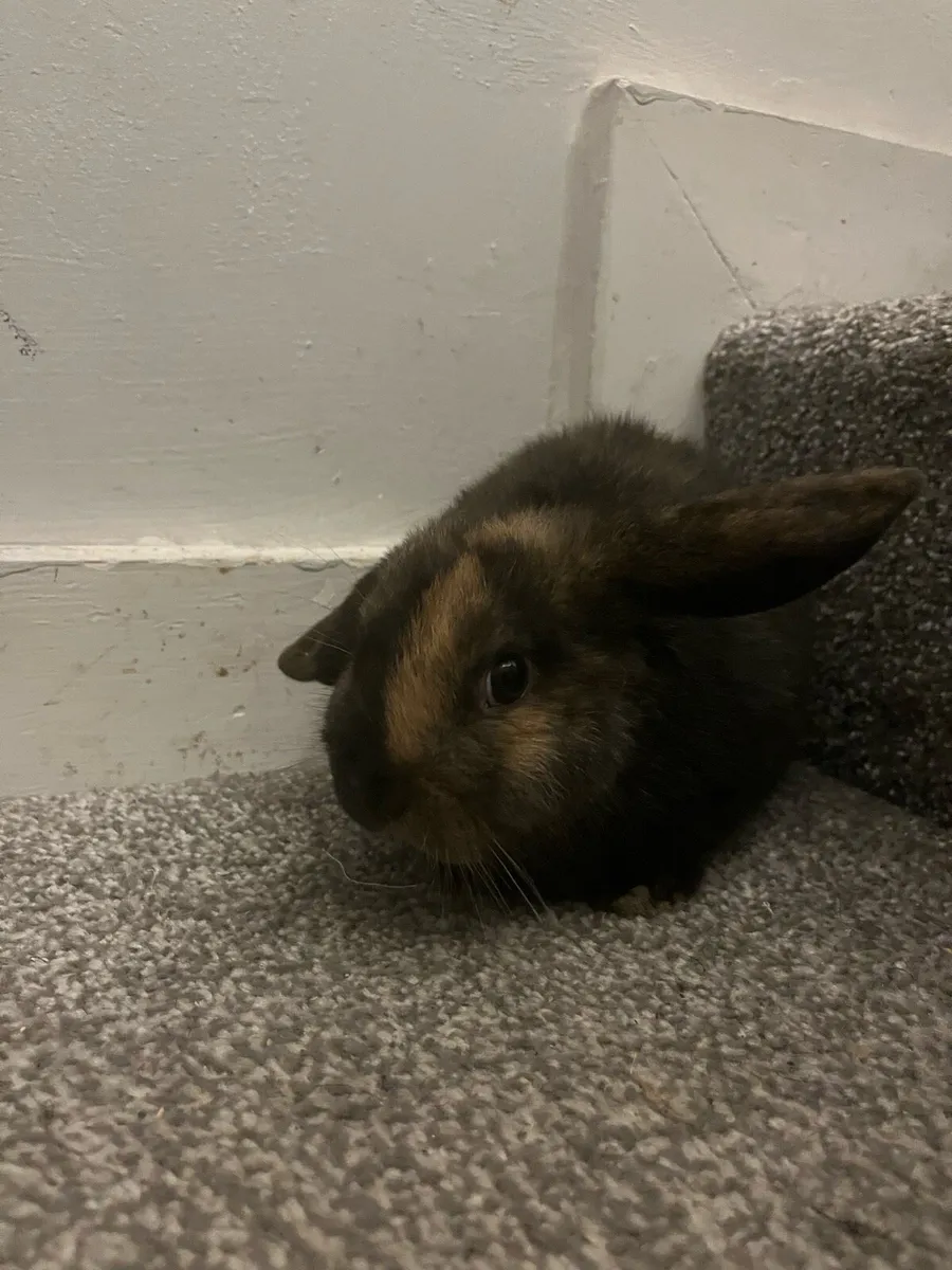 Male baby Holland rabbit - Image 2